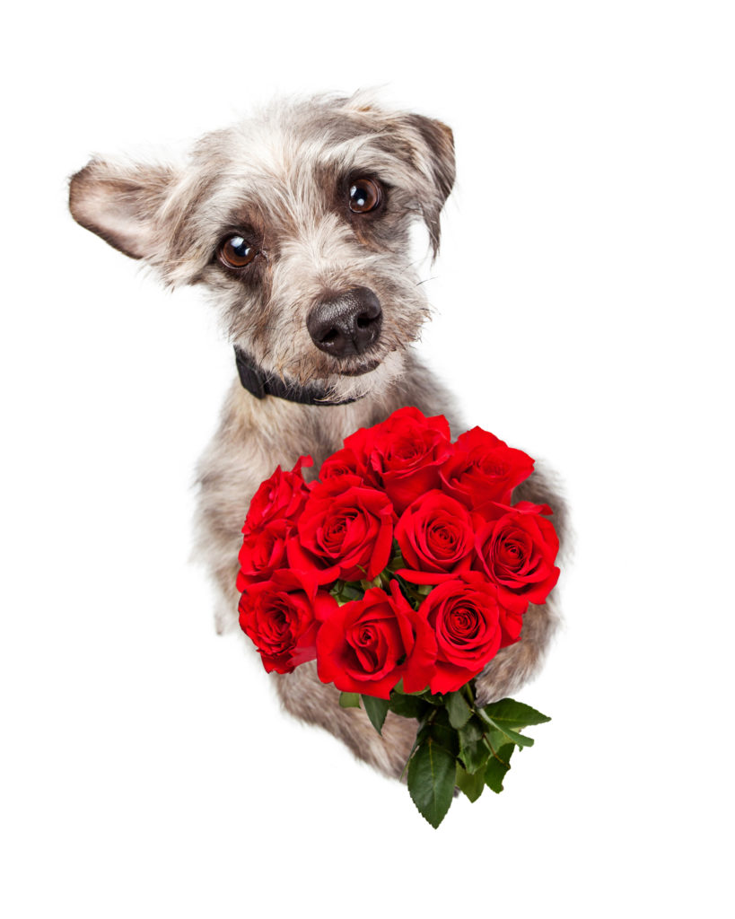 Cute Dog With Dozen Red Roses Author Kit Tunstall's Website